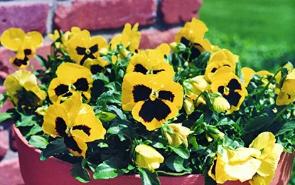 Pansies 415x260