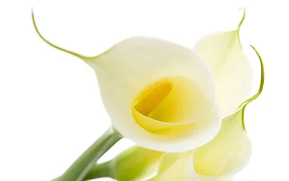 Calla Lilies Reduced