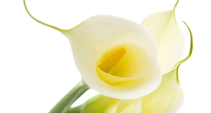 Calla Lilies Reduced